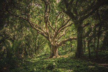 Beautiful curly tree sitting inside a forest with the sun shining on the tree