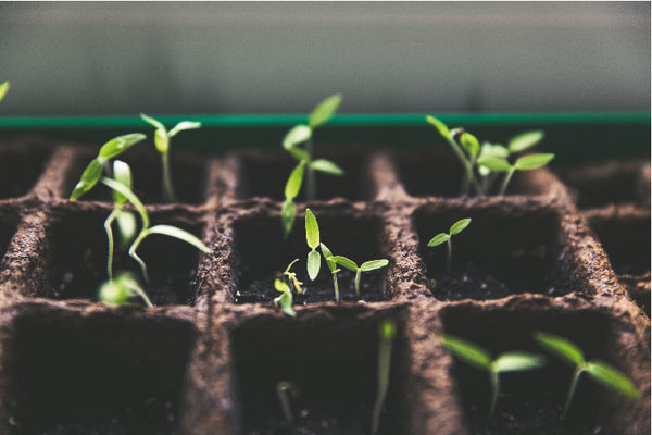 Small plants growing in the ground