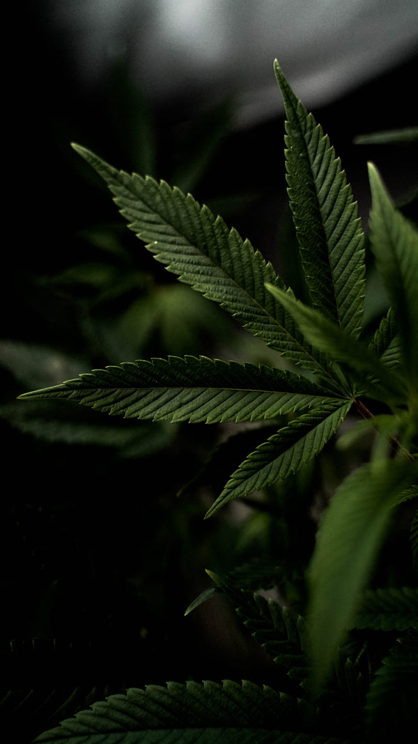 Hemp leaf showing from the side on dark background