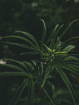 High quality close up of hemp plant with amazing details